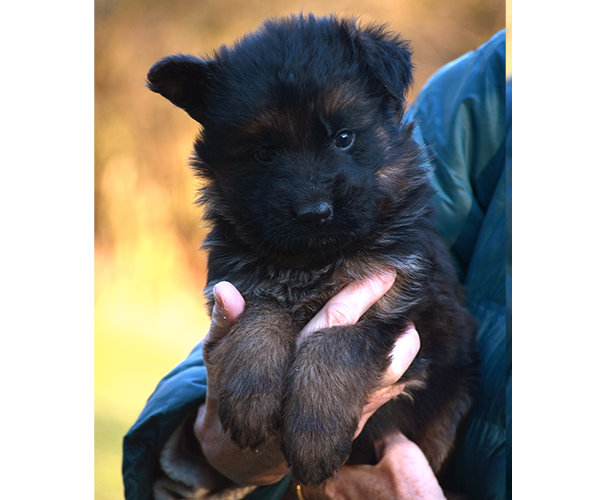 Long Coat Male German Shepherd Puppy for Sale in Maryland, Pennsyvania, West Virginia, Virginia, East Coast, the best German Shepherd breeder in the USA